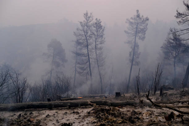 istock A burnt forest and olive trees in Euboea island, 1392192022