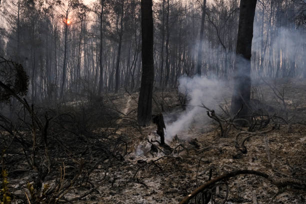 istock A burnt forest and olive trees in Euboea island, 1392192091