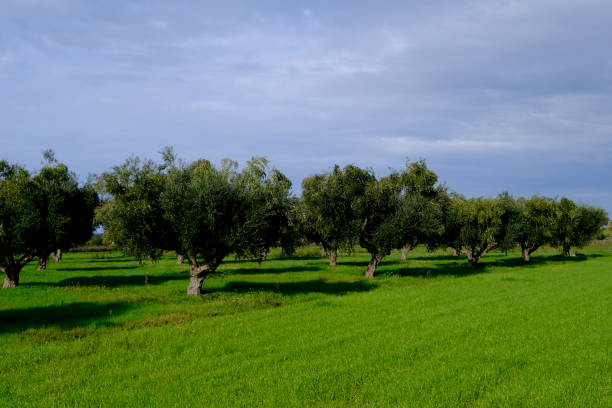 istock Olive trees in Kalamata, Greece 1392192612