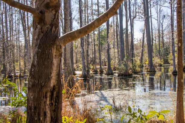 istock Trees with moss in a swamp 1392192725