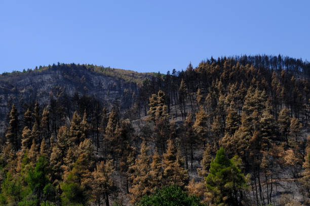 Devastating wildfire in Alexandroupolis Evros Greece, ecological and environmental disaster, smoke covered the sky.