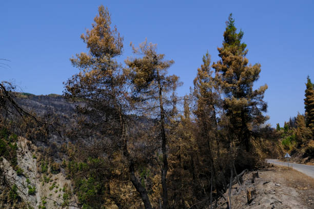 istock A burnt forest and olive trees in Euboea island, 1392192767