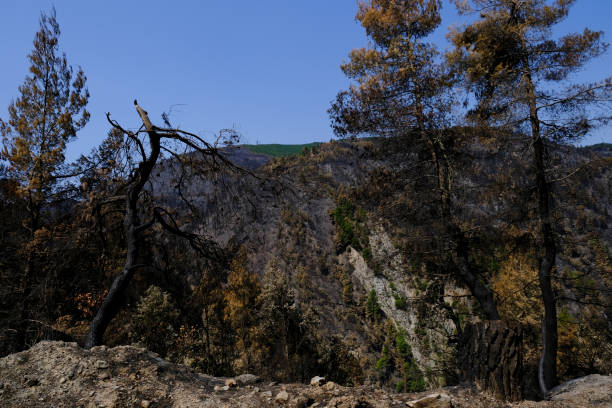 유보아 섬의 불타는 숲과 올리브 나무, - combusted 뉴스 사진 이미지