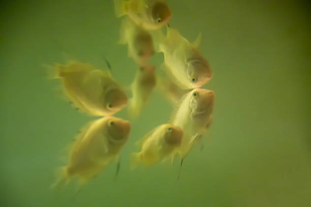 a picture of Fish swimming in an aquarium with reflections