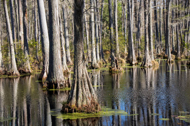 istock Trees with moss in a swamp 1392192892