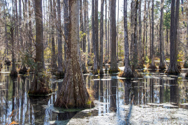 istock Trees with moss in a swamp 1392192911