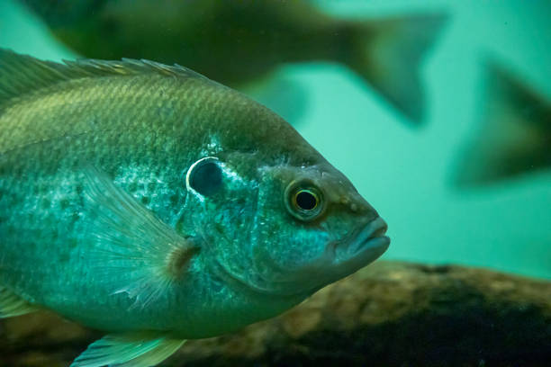 istock Fish swimming in an aquarium with reflections 1392192917