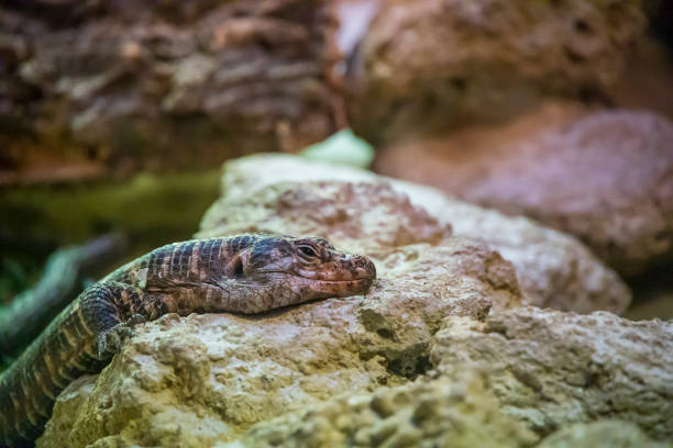 a picture of a Closeup of a lizard at a zoo