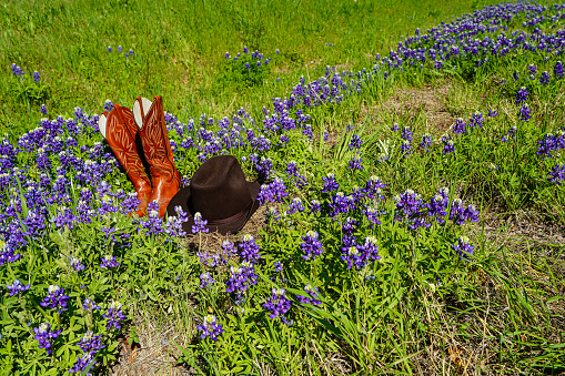 Bluebonnets (lupine), Texas state wildflower meadow with a cowboy hat and boots in the pasture.