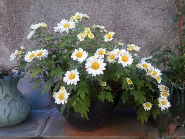 istock Flower vase with white daisies 1392194171