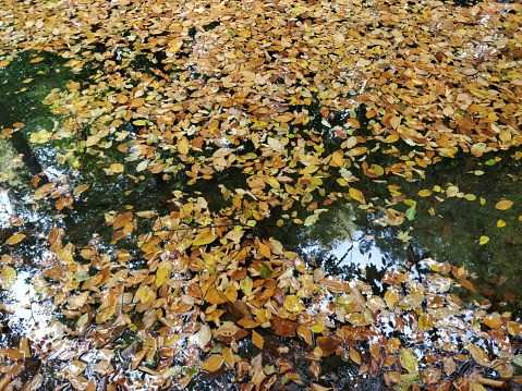 Autumn leaves in yedigoller national park in mengen bolu turkey