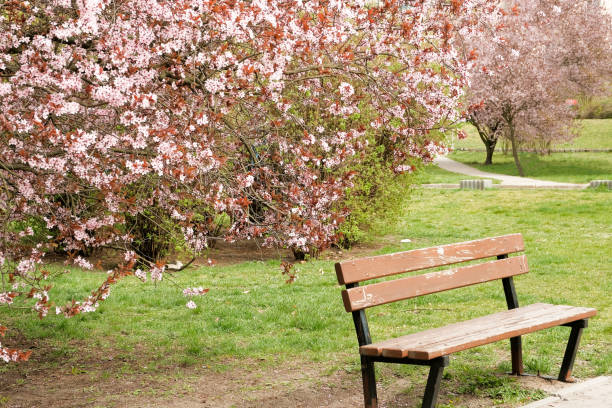 istock Pink almond tree branches in bloom. Wallpaper texture. 1392195594