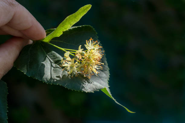 fiore di tiglio. la mano della donna tiene i fiori di tiglio sul ramo dell'albero. raccolta di fiori di tiglio. primo piano, low key. - close up women horizontal citrus fruit foto e immagini stock