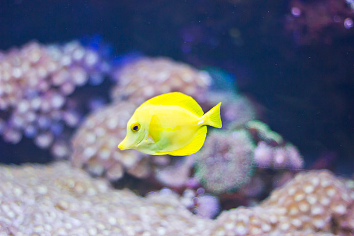 Fish, Yellow Tang, Zebrasoma flavescens