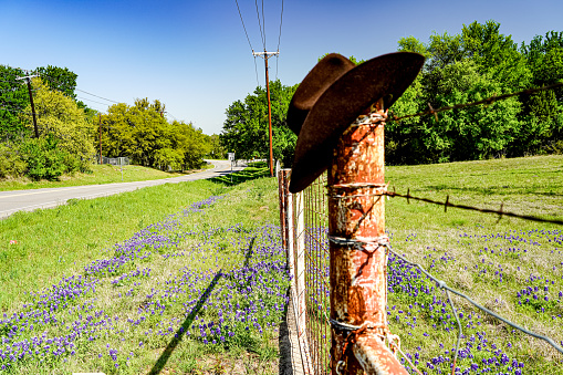 Bluebonnets (lupine), Texas state wildflower, and by a winding road (in focus) and a cowboy hat hung on a ranch fencepost (defocused). Selective Focus.