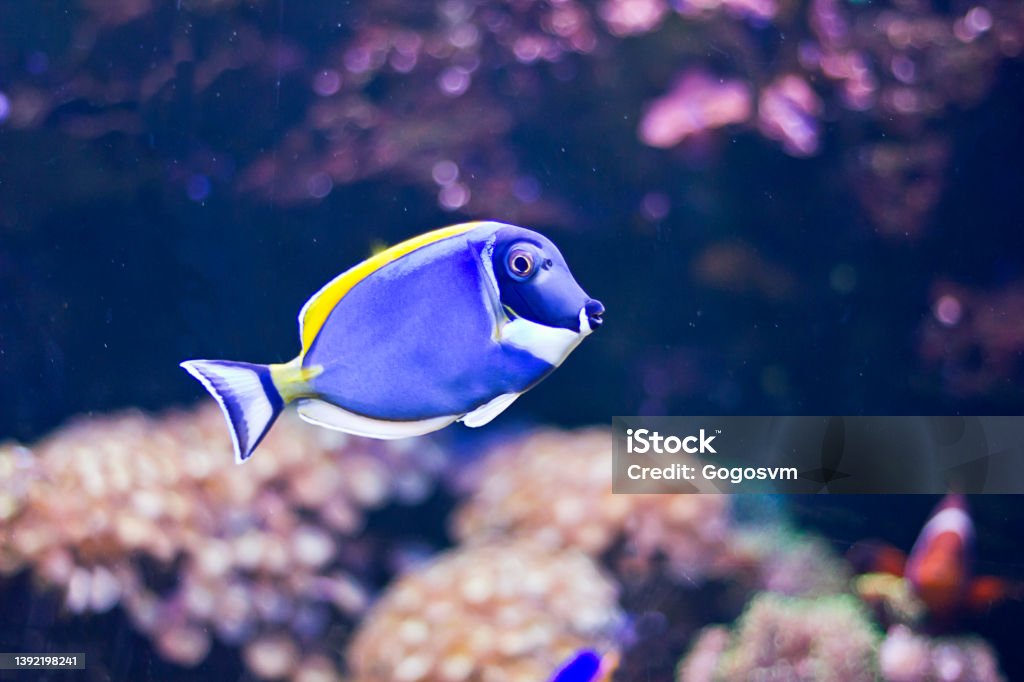 Powder-blue Tang Powder-blue Tang (Acanthurus leucosternon). Marine aquarium fish Naso lituratus Acanthuridae Stock Photo