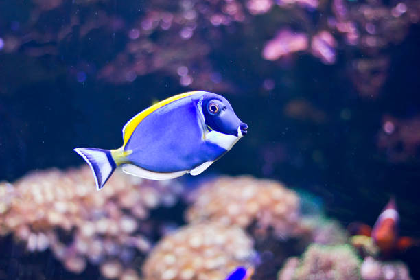 Powder-blue Tang Powder-blue Tang (Acanthurus leucosternon). Marine aquarium fish Naso lituratus unicorn fish stock pictures, royalty-free photos & images