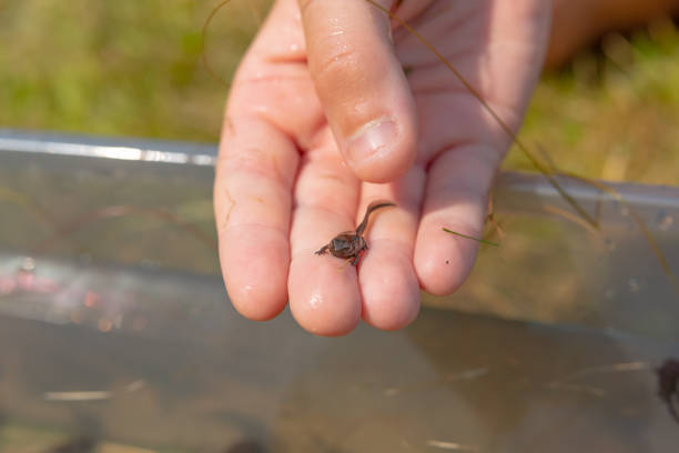 istock A frog tadpole with developed limbs held in a hand.. 1392199616