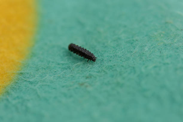 istock Small black larvae crawling along a blue and yellow carpet.. 1392199660