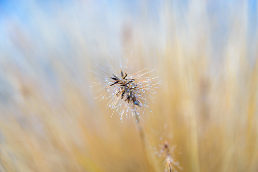 ornamental grass head with dew drops in autumn