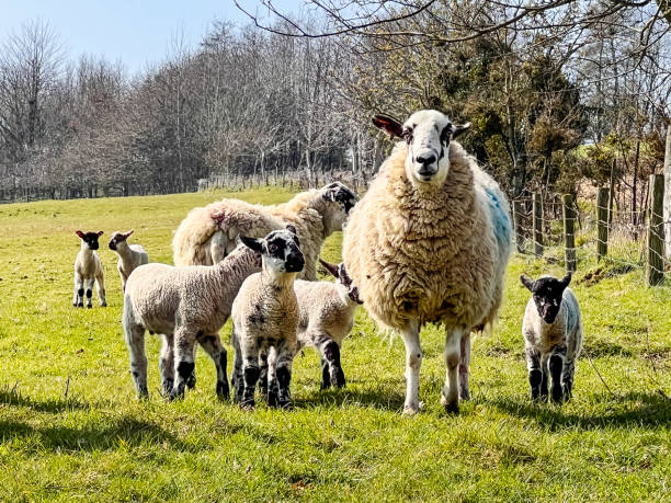 istock Mother sheep wht her lamb's 1392202182