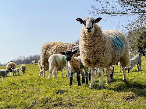 ewe and her lamb's grazing on a hillside in the Cotswolds, England.