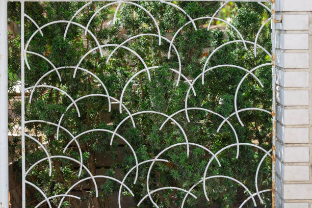 Green Taxus cuspidata, the Japanese yew or spreading yew behind the old vintage iron lattice fence Green Taxus cuspidata, the Japanese yew or spreading yew behind the old vintage iron lattice fence with rust and chipped white paint taxus cuspidata stock pictures, royalty-free photos & images