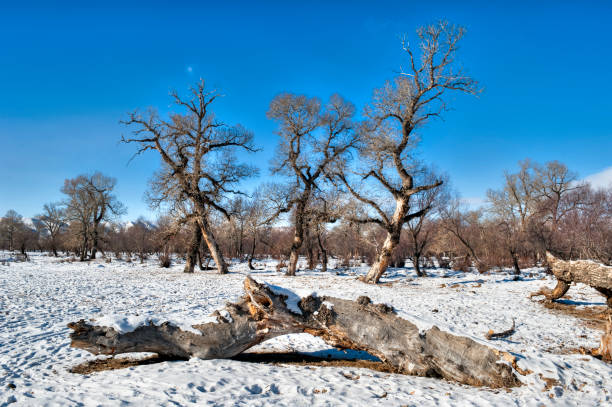 Mongolian Winter Landscape A Mongolian winter landscape with dried, dead trees and snowy surroundings with sunshine and blue, cloudless skies snag tree stock pictures, royalty-free photos & images