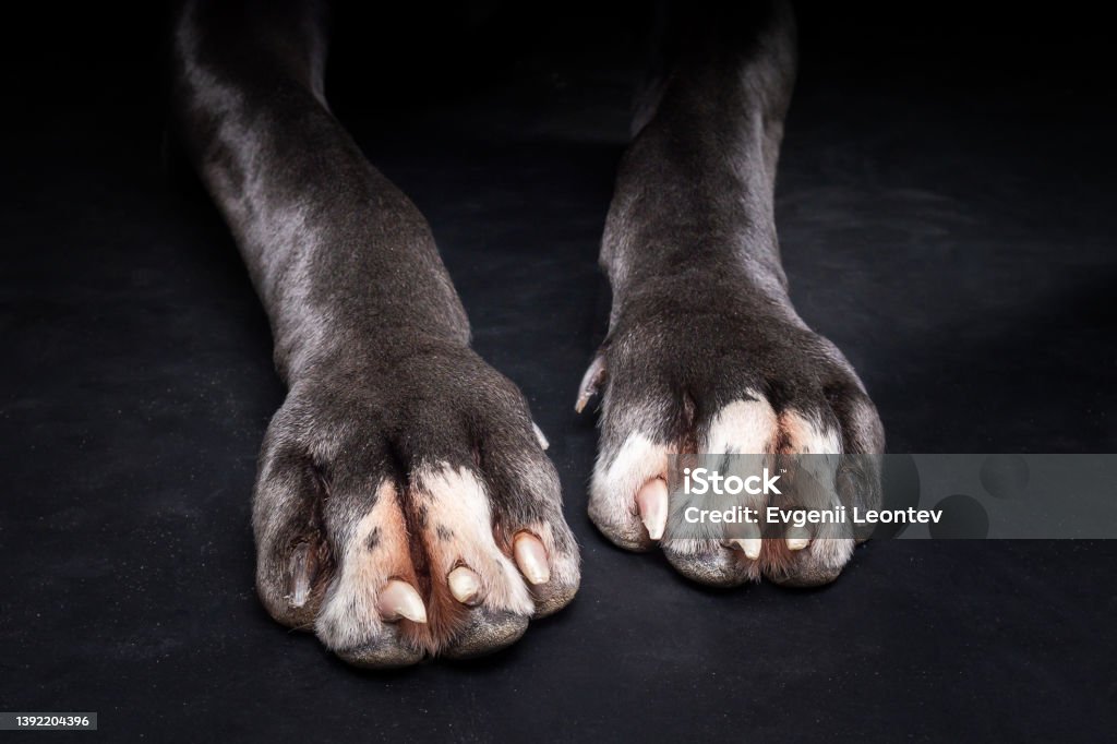 The front paws of a Great Dane, on an isolated black background. The front paws of a Great Dane, on an isolated black background. Shot in the studio, in a dark key. Great Dane Stock Photo