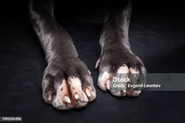 The Front Paws Of A Great Dane On An Isolated Black Background Stock Photo - Download Image Now