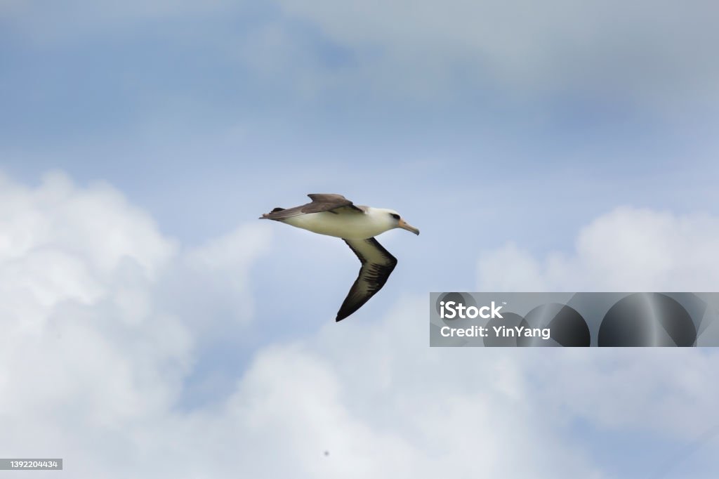Laysan Albatross in Flight on Sky Background Laysan Albatross. A coastal sea bird around the Hawaiian Islands. Photographed in Kauai, Hawaii Albatross Stock Photo