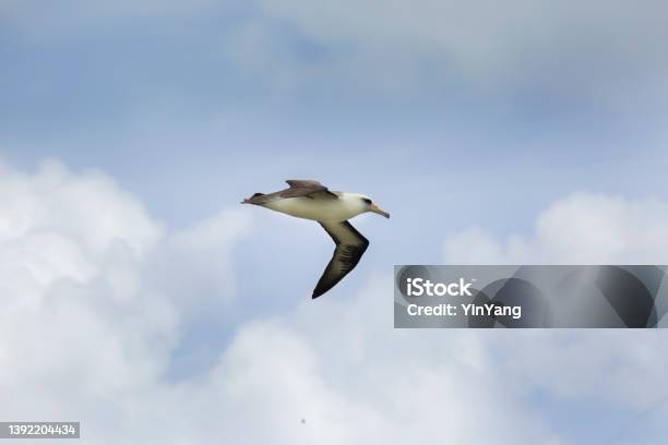 Laysan Albatross In Flight On Sky Background Stock Photo - Download Image Now - Albatross, Bird, Animal