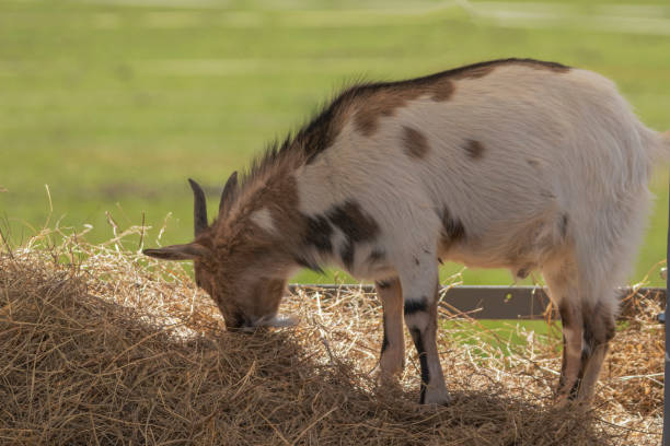 istock A baby Tibetan goat eating hay. Side profile. 1392205459