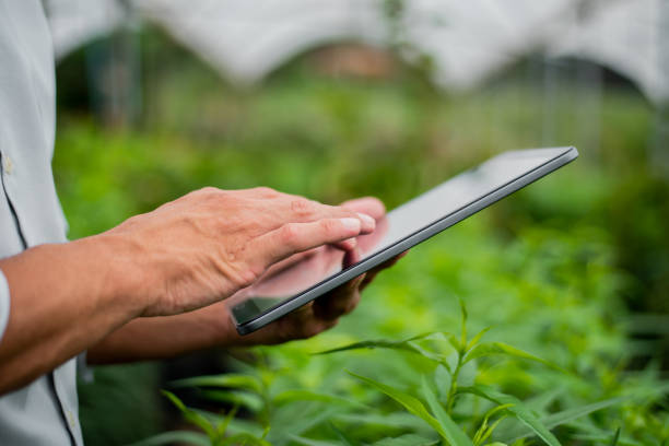 istock Brazilian man working and using technology in the field 1392206194