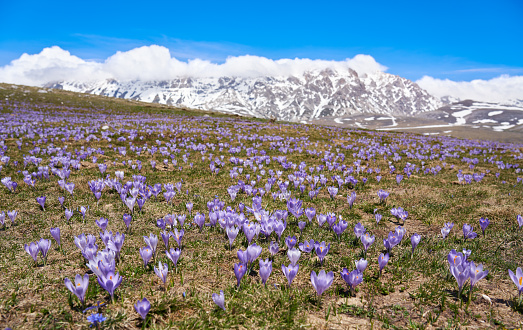Crocus field in April in the Apennines, Gran Sasso e Monti della Laga National Park