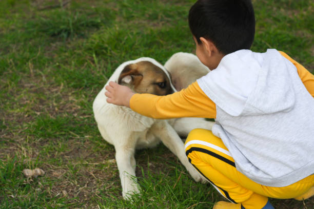 Little pet owner plays happy with his golden retriever dog in the wood