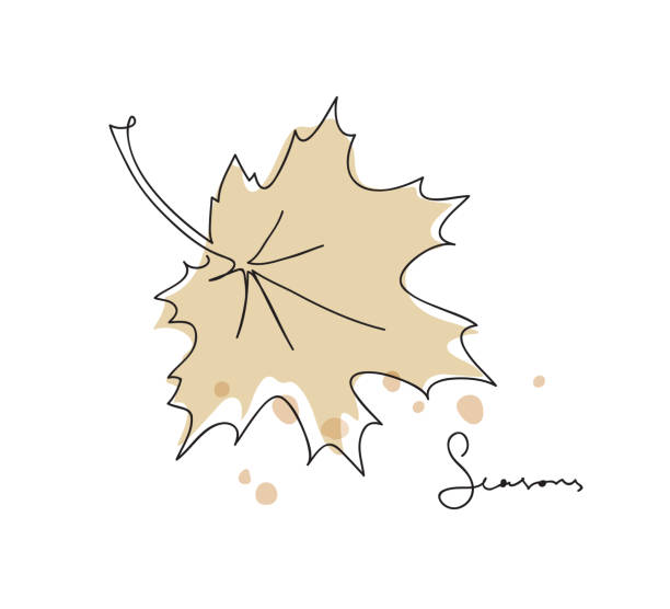 liść klonu.  rysunek liniowy rysunek tropikalny. koncepcja ekologiczna natury. pojedyncza ciągła linia rysunkowa graficzna ilustracja wektorowa - maple leaf leaf autumn single object stock illustrations