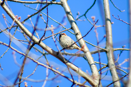 Sparrow photographed at Niagara on the lake, Ontario, Canada