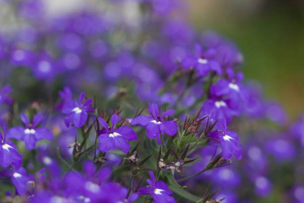 istock Lobelia Flowers 1392210194