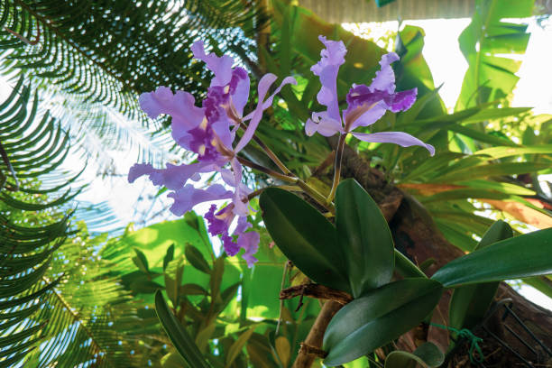 Cattleya Trianae Stock Photos, Pictures & Royalty-Free Images - iStock