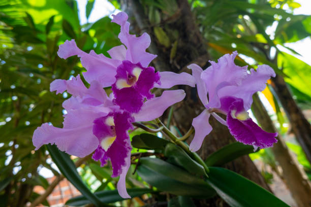 Colombian orchid "cattleya trianae" traditional flower of Colombia, beautiful pink orchid Colombian orchid "cattleya trianae" traditional flower of Colombia, beautiful pink orchid cattleya trianae stock pictures, royalty-free photos & images