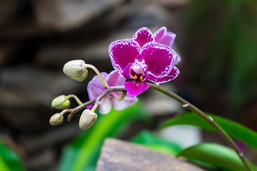 Closeup Orchid flower in sunshine, beautiful nature background with copy space, full frame horizontal composition