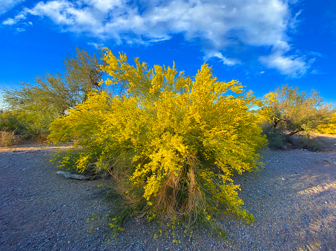 a bright yellow blooming desert tree shadows adventure afternoon blue sky