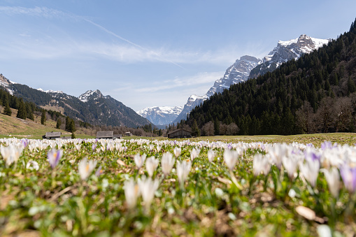 Kloental, Canton Glarus, Switzerland, April 13, 2022 Fresh crocus flowers are growing on a green meadow with the incredible snow covered alps in the background in spring time