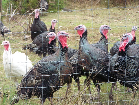 turkey farm has domestic, and wild turkeys.