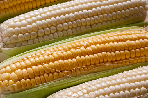 Ripe corn heads with corn whiskers and leaves. Nice vegetable cooking background for your projects.