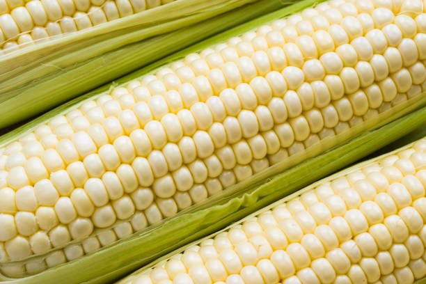 maíz blanco en cáscara - white corn fotografías e imágenes de stock