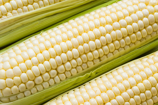 White corn in husk, close up