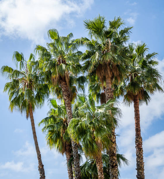 istock Group of palm trees on a beautiful summer day 1392215409