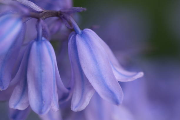 bluebells close up, selective focus with blurred background. selective focus of spanish bluebell, hyacinthoides hispanica, a spring-flowering bulbous perennial native to the iberian peninsula, nature floral background. - bluebell bildbanksfoton och bilder